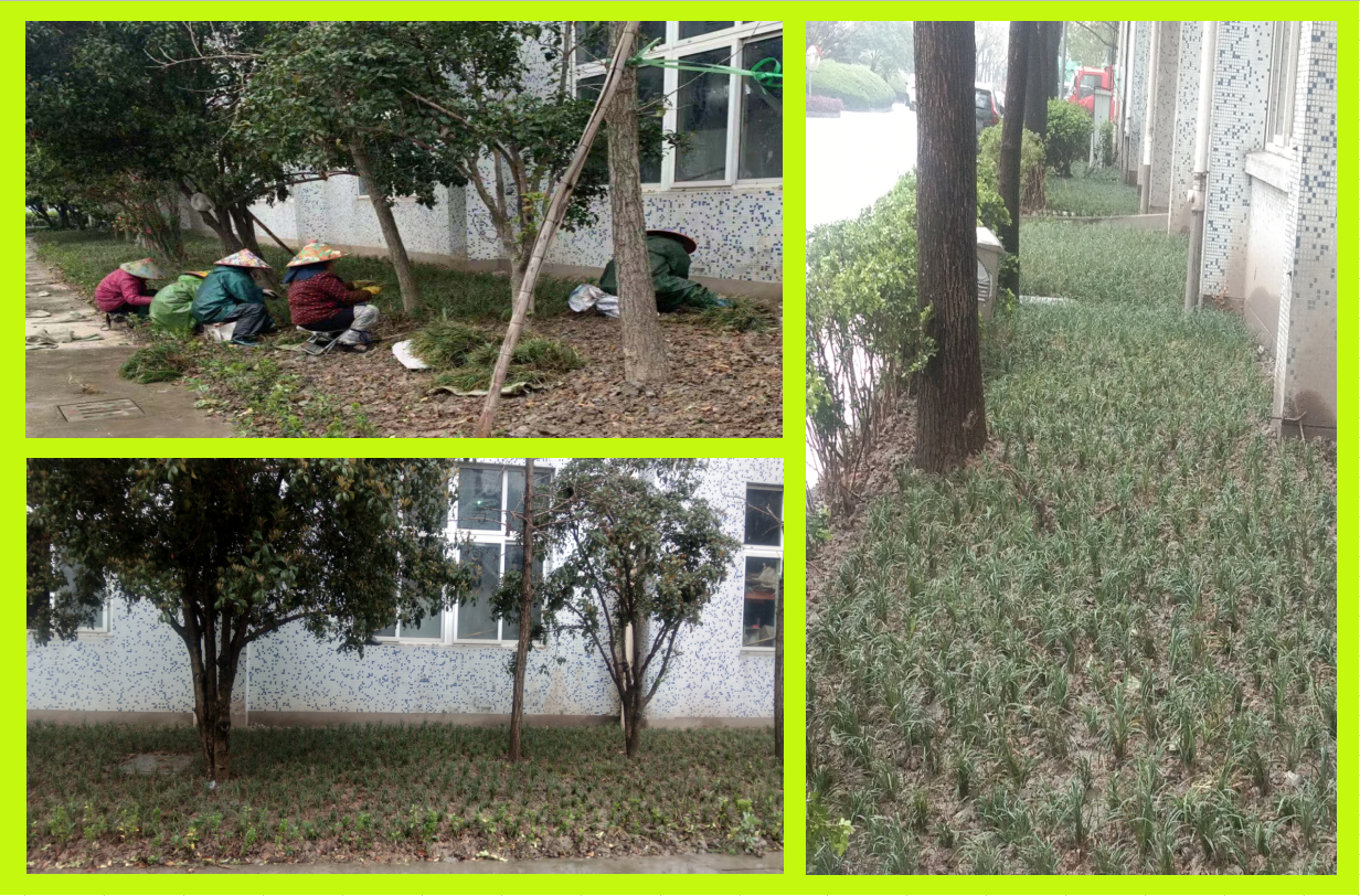 ��ֲ�̻�����������