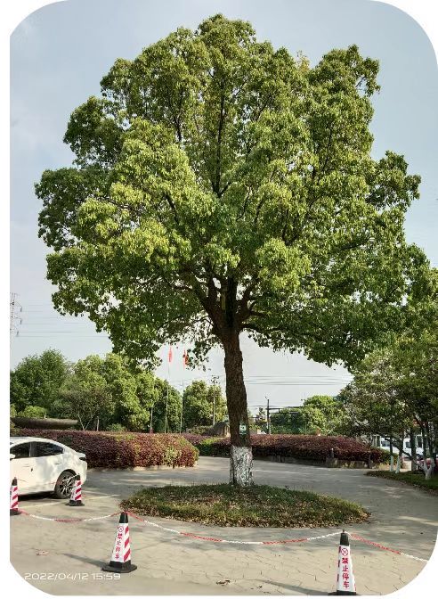 ����Ӫ���������������Ρ�